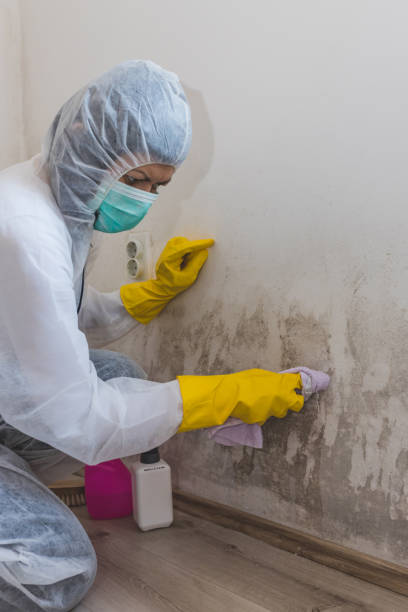 Environmental Consulting for Mold Prevention in Deerwood, TX